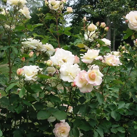 Domaine Des Etangs De Bois Robert Bed and Breakfast *