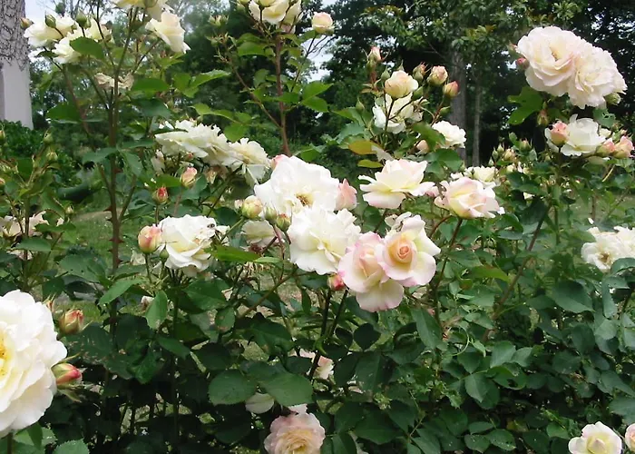 Domaine Des Etangs De Bois Robert Bed & Breakfast *